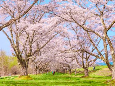 【動画あり】雫石町・雫石川園地の桜並木